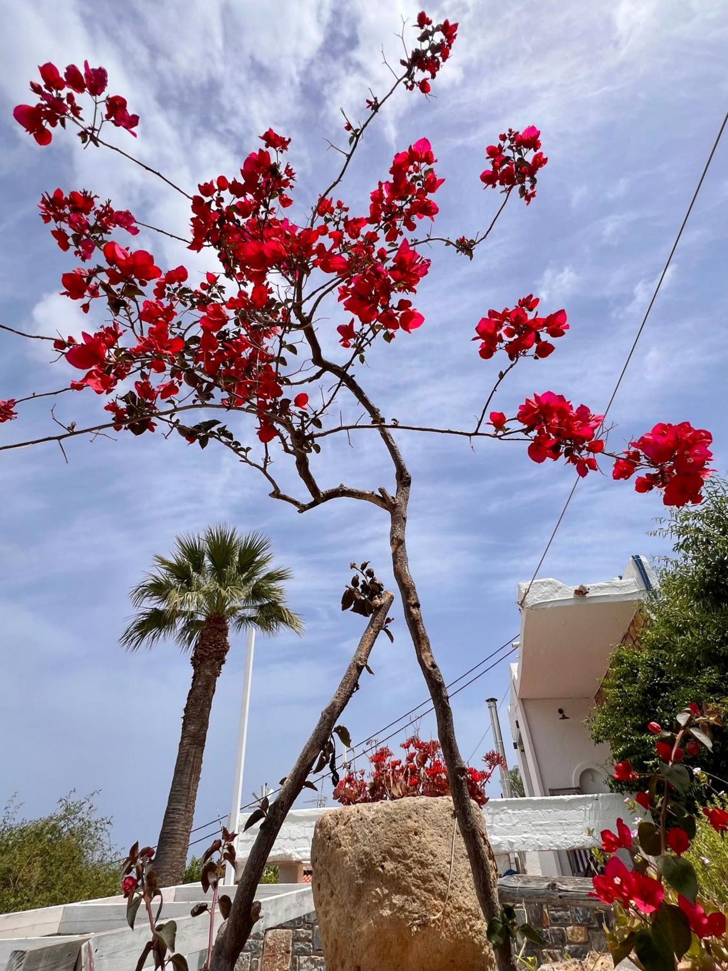 Gioma Garden Villas Istron Buitenkant foto