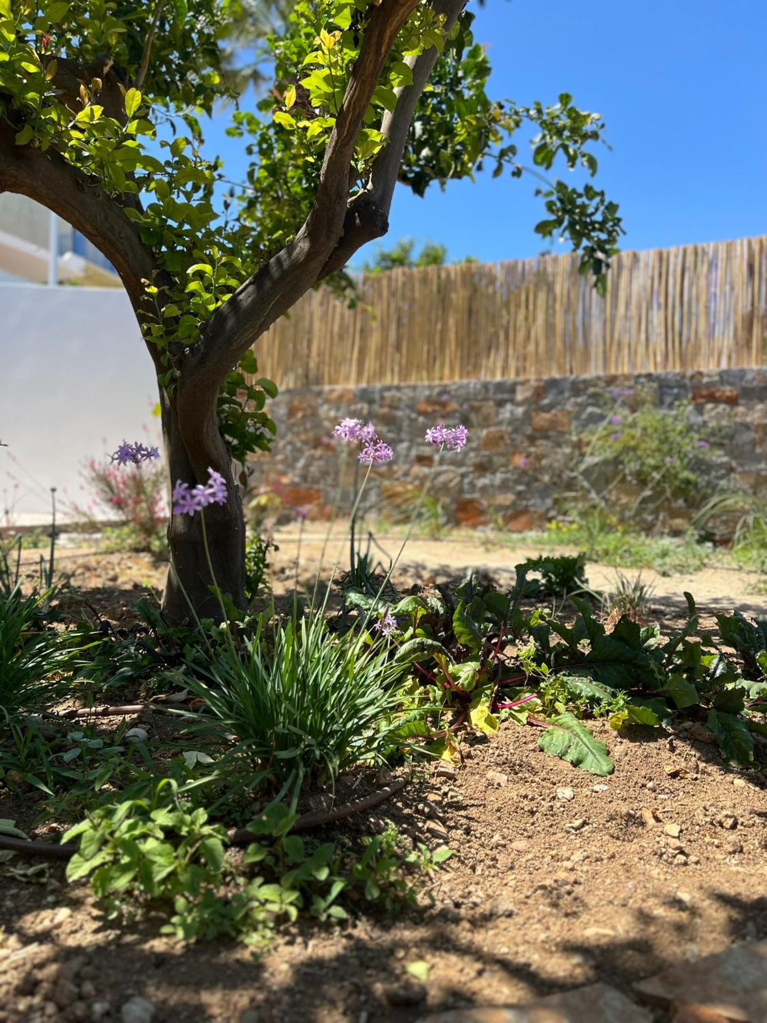 Gioma Garden Villas Istron Buitenkant foto